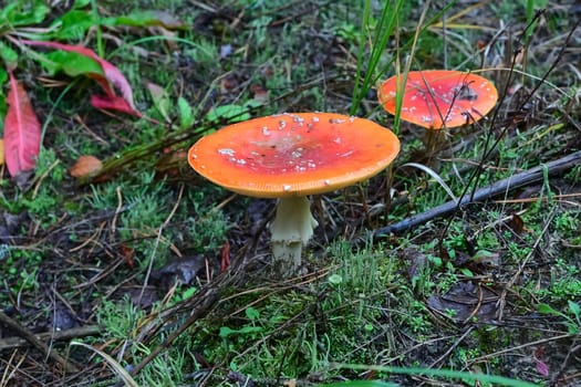 Amanita Muscaria, poisonous mushroom around the world, fly agaric close-up, selective focus.