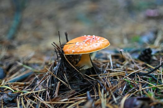 Amanita Muscaria, poisonous mushroom around the world, fly agaric close-up, selective focus.