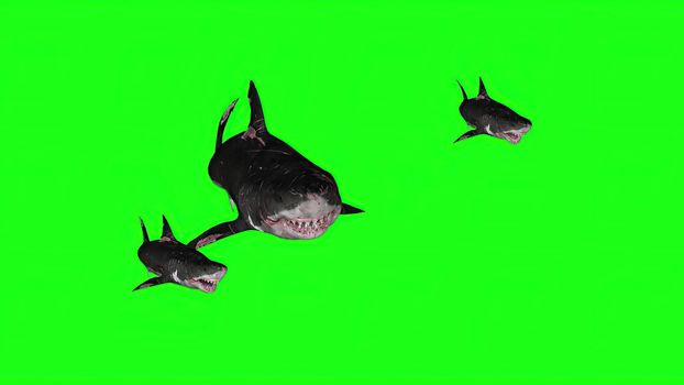 3d illustration - Sharks on a Green background