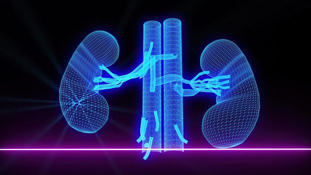 3d illustration - Medical scan of Kidneys 