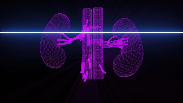 3d illustration - Medical scan of Kidneys 