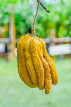 Citrus medica var. sarcodactylus, Fingered citron of Buddha's Hand, fruit is fragrant for perfume.