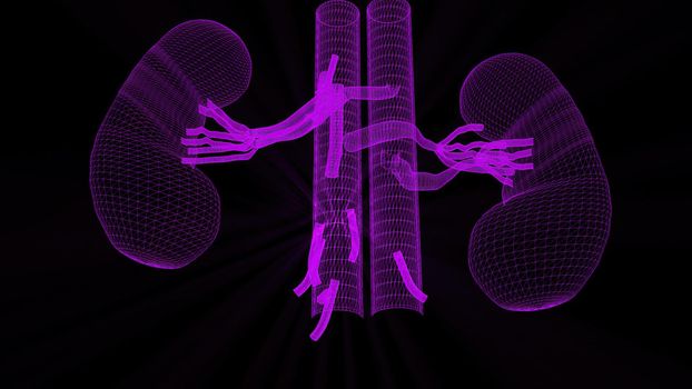 3d illustration - wireframe Medical model of Kidneys 