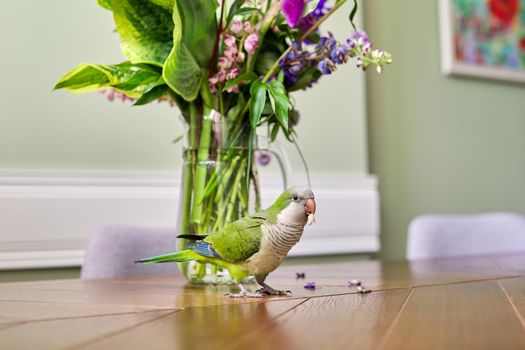 Parrot green quaker pet and bouquet of flowers on the table. Bright beautiful colors of nature, natural beauty, home, pets, flower decoration