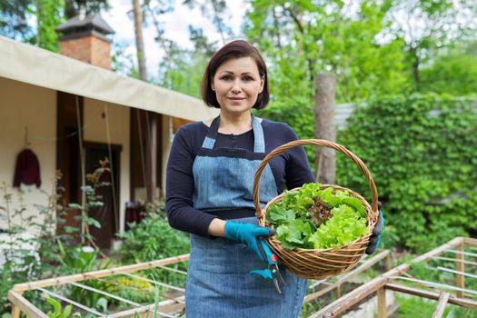 Smiling woman holding basket with freshly harvested lettuce leaves and arugula. Growing natural organic healthy food, herbs, vitamins. Garden, hobbies, leisure, gardening