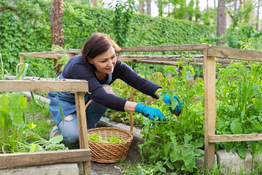 Woman in garden, in small greenhouse, cutting salad, arugula herbs, dill in basket with shears. Hobby, leisure, horticulture, eco trend, natural organic herbs, cultivation in backyard