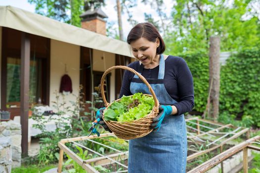 Smiling woman holding basket with freshly harvested lettuce leaves and arugula. Growing natural organic healthy food, herbs, vitamins. Garden, hobbies, leisure, gardening