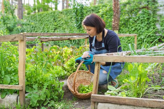 Woman in garden, in small greenhouse, cutting salad, arugula herbs, dill in basket with shears. Hobby, leisure, horticulture, eco trend, natural organic herbs, cultivation in backyard