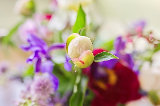 Abstract multicolored floral background texture, close-up flowers and buds peonies irises lupine in defocus, season spring summer, natural beauty, background image