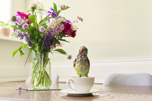 Wet green parrot bathing in cup, bird enjoying bath, pet quaker parrot on the table on cup with water
