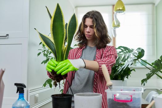 Guy teenager caring replanting indoor plants in pots. On the table are soil, pots, plants, fertilizers, watering can, sansevieria. Floristry hobby of young teen boy