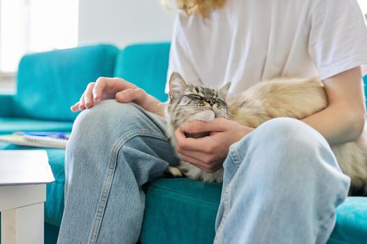 Domestic pet cat close-up on the hands of the owner of a young guy sitting at home on the couch. Home life, animals, friendship, lifestyle concept