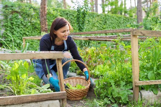 Woman in garden, in small greenhouse, cutting salad, arugula herbs, dill in basket with shears. Hobby, leisure, horticulture, eco trend, natural organic herbs, cultivation in backyard