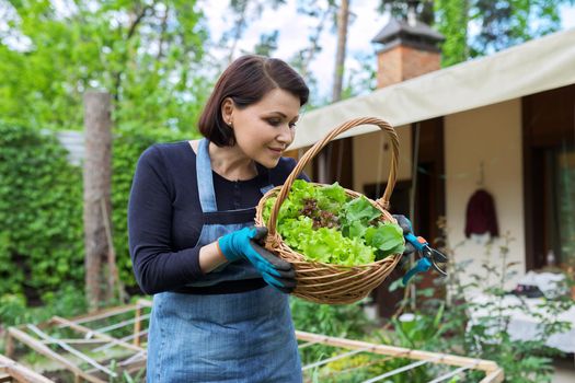 Smiling woman holding basket with freshly harvested lettuce leaves and arugula. Growing natural organic healthy food, herbs, vitamins. Garden, hobbies, leisure, gardening