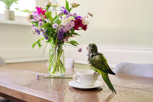 Wet green parrot bathing in cup, bird enjoying bath, pet quaker parrot on the table on cup with water