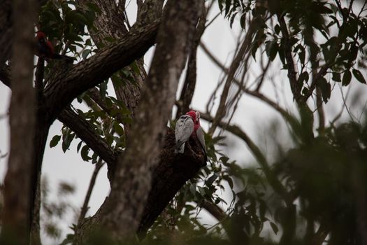 A pair of galahs in a gum tree. High quality photo