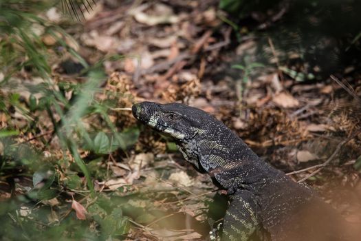 Beautiful wild goanna in Australia. High quality photo