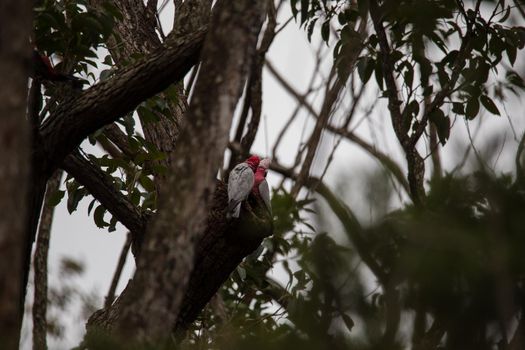 A pair of galahs in a gum tree. High quality photo