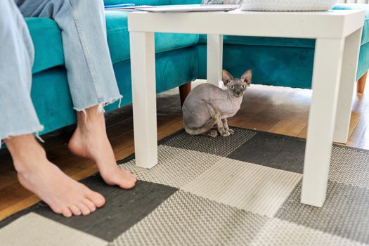 Domestic pet sphinx cat sitting at home under the table, near the owner's feet, bald cat, hairless naked cat