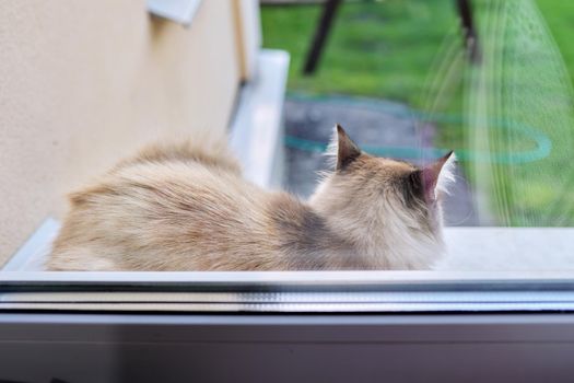 Fluffy domestic cat lying resting outdoors on the windowsill.