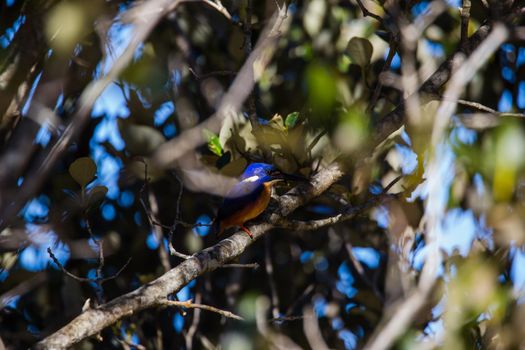 Azure Kingfishers perched on a tree branch watching over the lagoon. High quality photo