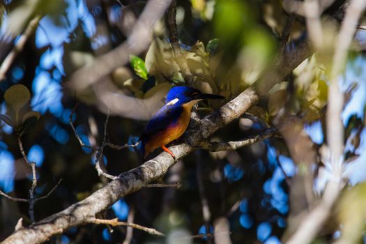 Azure Kingfishers perched on a tree branch watching over the lagoon. High quality photo