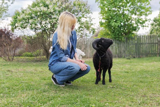Rustic style, countryside, small animal farm, young woman teenager play touching black ram grazing on the lawn in garden