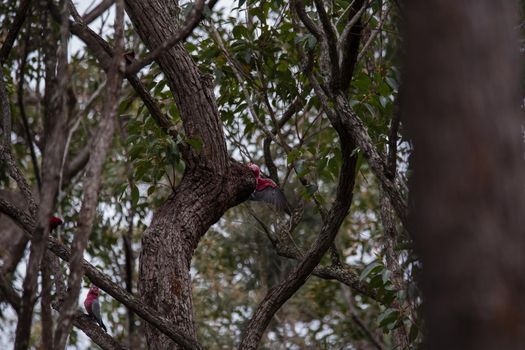 A pair of galahs in a gum tree. High quality photo