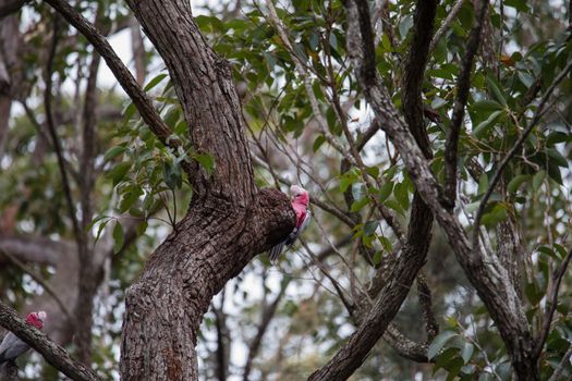 A pair of galahs in a gum tree. High quality photo