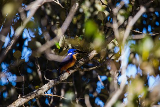 Azure Kingfishers perched on a tree branch watching over the lagoon. High quality photo