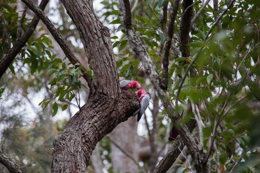 A pair of galahs in a gum tree. High quality photo