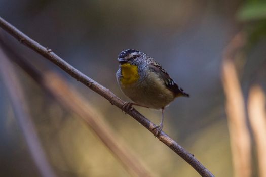 Spotted pardalote (Pardalotus punctatus) in Australia . High quality photo