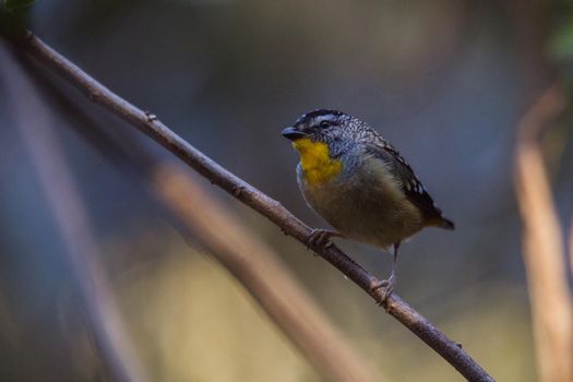 Spotted pardalote (Pardalotus punctatus) in Australia . High quality photo