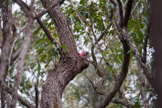 A pair of galahs in a gum tree. High quality photo