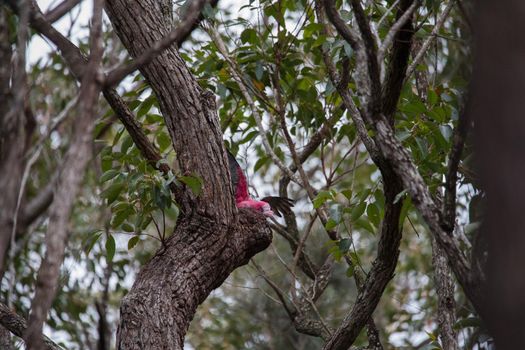 A pair of galahs in a gum tree. High quality photo