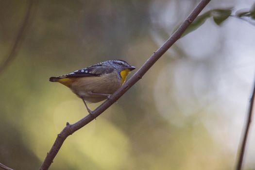 Spotted pardalote (Pardalotus punctatus) in Australia . High quality photo