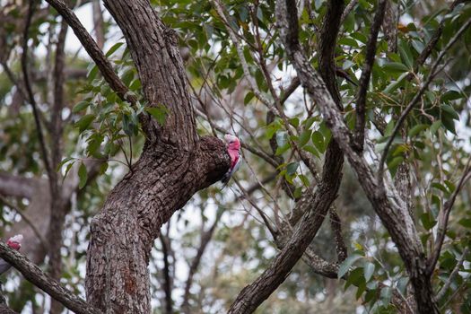 A pair of galahs in a gum tree. High quality photo