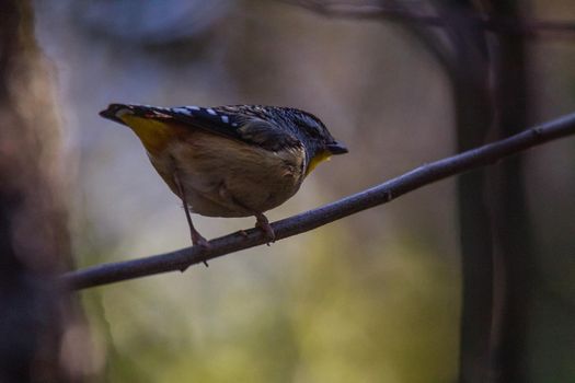 Spotted pardalote (Pardalotus punctatus) in Australia . High quality photo