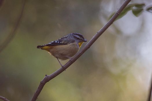 Spotted pardalote (Pardalotus punctatus) in Australia . High quality photo