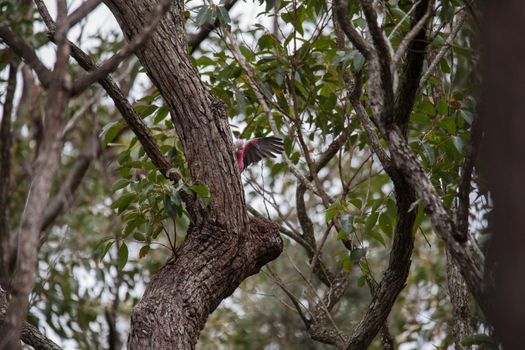 A pair of galahs in a gum tree. High quality photo