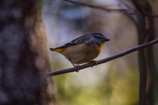 Spotted pardalote (Pardalotus punctatus) in Australia . High quality photo