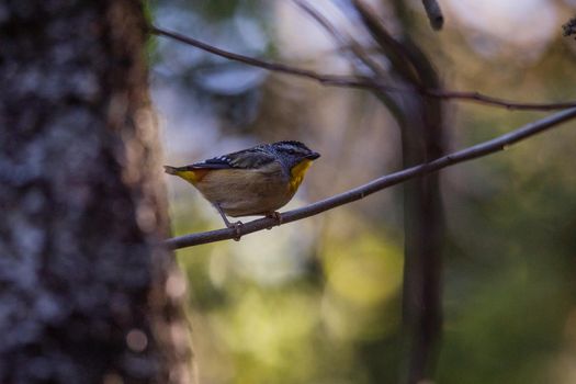 Spotted pardalote (Pardalotus punctatus) in Australia . High quality photo