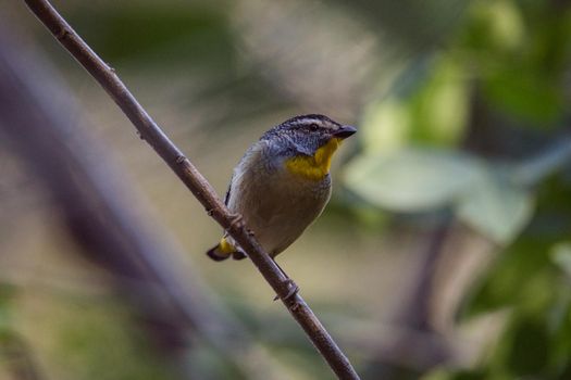 Spotted pardalote (Pardalotus punctatus) in Australia . High quality photo