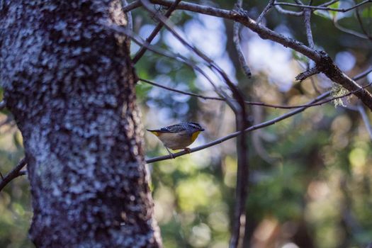 Spotted pardalote (Pardalotus punctatus) in Australia . High quality photo