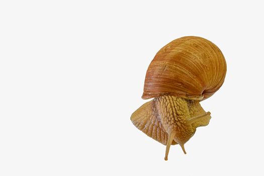 Close up of Burgundy, Roman snail isolated on white background. Snail crawling isolated on white background.