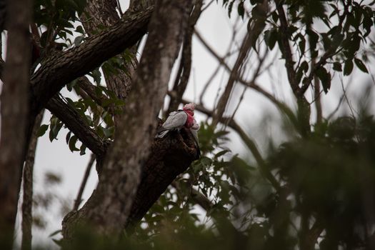 A pair of galahs in a gum tree. High quality photo