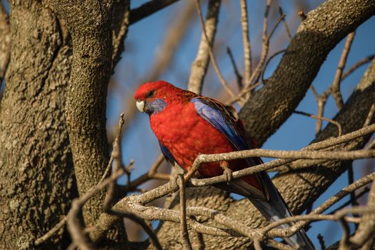 Crimson Rosella. Australian native parrot. Australian fauna. . High quality photo