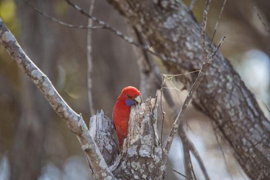 Crimson Rosella. Australian native parrot. Australian fauna. . High quality photo