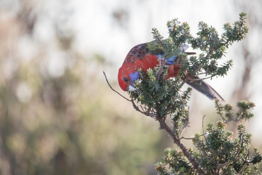 Crimson Rosella. Australian native parrot. Australian fauna. . High quality photo