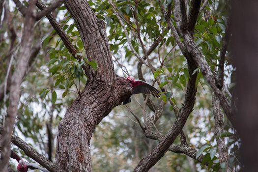 A pair of galahs in a gum tree. High quality photo